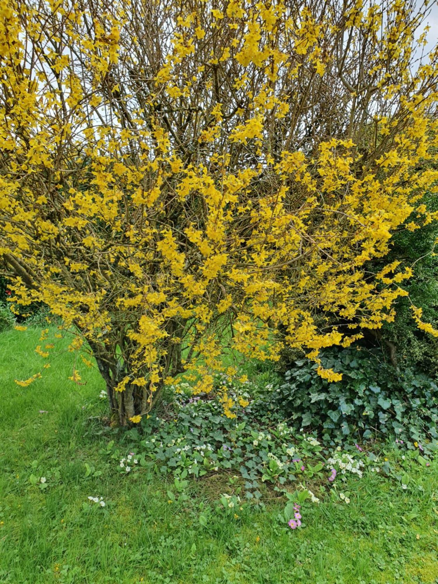 Au Petit Paradis Sainte-Gauburge-Sainte-Colombe Eksteriør bilde